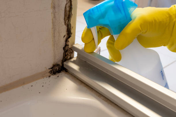 Best DIY Mold Remediation Support Services in Jackson, SC