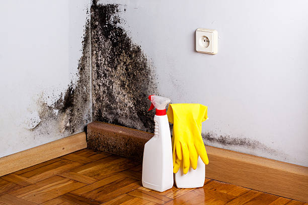  Jackson, SC Mold Removal Pros