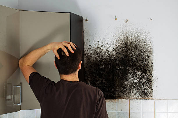 Best Residential Mold Remediation in Jackson, SC